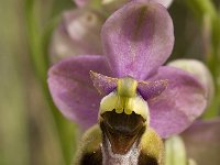 Ophrys tenthredinifera 52, Saxifraga-Jan van der Straaten