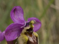 Ophrys tenthredinifera 53, Saxifraga-Willem van Kruijsbergen