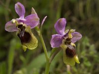 Ophrys tenthredinifera 56, Saxifraga-Willem van Kruijsbergen