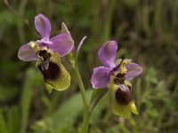 Ophrys tenthredinifera 58, Saxifraga-Willem van Kruijsbergen