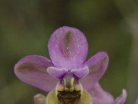 Ophrys tenthredinifera 59, Saxifraga-Willem van Kruijsbergen