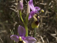 Ophrys tenthredinifera 63, Saxifraga-Willem van Kruijsbergen