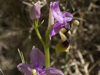 Ophrys tenthredinifera 64, Saxifraga-Willem van Kruijsbergen