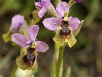 Ophrys tenthredinifera 66, Saxifraga-Jan van der Straaten