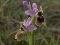 Ophrys tenthredinifera 71, Saxifraga-Jan van der Straaten