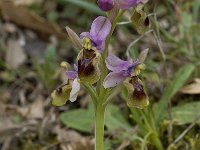 Ophrys tenthredinifera 75, Saxifraga-Willem van Kruijsbergen