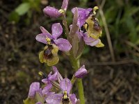 Ophrys tenthredinifera 78, Saxifraga-Willem van Kruijsbergen