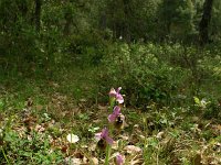 Ophrys tenthredinifera 8, Saxifraga-Dirk Hilbers