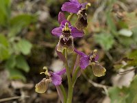 Ophrys tenthredinifera 83, Saxifraga-Willem van Kruijsbergen