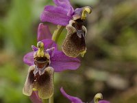 Ophrys tenthredinifera 84, Saxifraga-Willem van Kruijsbergen