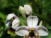 Ophrys tenthredinifera aprilia 30, Saxifraga-Jeroen Willemsen