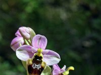 Ophrys tenthredinifera aprilia 34, Saxifraga-Jeroen Willemsen