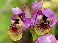 Ophrys tenthredinifera ssp ficalhoana 96, Saxifraga-Hans Dekker