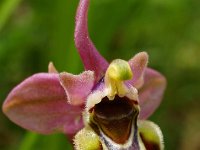 Ophrys tenthredinifera ssp leochroma 16, Saxifraga-Hans Dekker