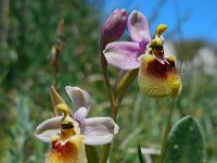 Ophrys tenthredinifera ssp neglecta 116, Saxifraga-Ed Stikvoort