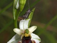 Ophrys tetraloniae 4, Saxifraga-Hans Dekker