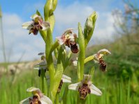 Ophrys umbilicata 10, Saxifraga-Ed Stikvoort