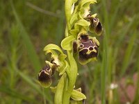 Ophrys umbilicata subsp. flavomarginata : Gebied, Israel, Ophrys, Orchid, www.Saxifraga.nl