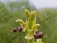 Ophrys umbilicata subsp. rhodia : Gebied, Israel, Ophrys, Orchid, www.Saxifraga.nl