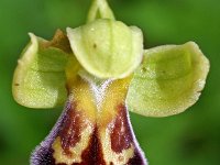 Ophrys vasconica 11, Saxifraga-Hans Dekker