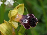 Ophrys vasconica 12, Saxifraga-Hans Dekker