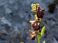 Ophrys vernixia 3, Saxifraga-Jeroen Willemsen