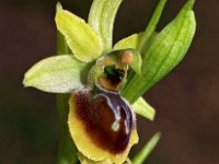 Ophrys virescens 4, Saxifraga-Hans Dekker