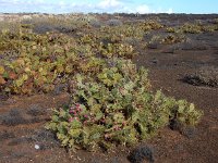 Opuntia dillenii 10, Saxifraga-Ed Stikvoort