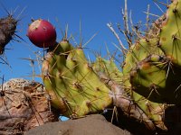 Opuntia dillenii 11, Saxifraga-Ed Stikvoort