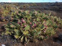 Opuntia dillenii 13, Saxifraga-Ed Stikvoort