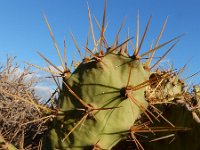 Opuntia dillenii 15, Saxifraga-Ed Stikvoort