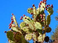 Opuntia dillenii 5, Saxifraga-Ed Stikvoort