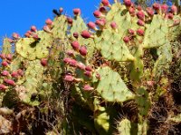 Opuntia dillenii 6, Saxifraga-Ed Stikvoort