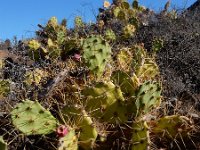 Opuntia dillenii 8, Saxifraga-Ed Stikvoort