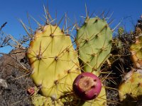 Opuntia dillenii 9, Saxifraga-Ed Stikvoort