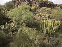 Opuntia ficus-indica 10, Saxifraga-Roel Meijer