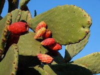 Opuntia ficus-indica 12, Saxifraga-Ed Stikvoort