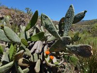 Opuntia ficus-indica 15, Saxifraga-Ed Stikvoort