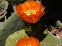 Opuntia ficus-indica 16, Saxifraga-Ed Stikvoort