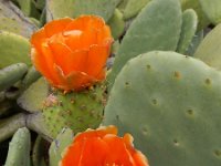 Opuntia ficus-indica 17, Saxifraga-Ed Stikvoort