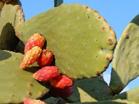 Opuntia ficus-indica 18, Saxifraga-Ed Stikvoort