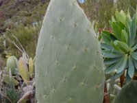 Opuntia ficus-indica 19, Saxifraga-Ed Stikvoort