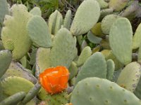 Opuntia ficus-indica 21, Saxifraga-Ed Stikvoort