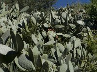 Opuntia ficus-indica 5, Saxifraga-Willem van Kruijsbergen