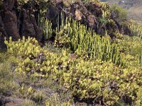 Semi desert vegetation with o.a. Prickly Pear (Opuntia) and Canary Island Spurge (Euphorbia  canariensis), Tenerife, Canary Islands, Spain  Semi desert vegetation with o.a. Prickly Pear (Opuntia) and Canary Island Spurge (Euphorbia  canariensis), Tenerife, Canary Islands, Spain : Cardon, Euphorbia canariensis, Opuntia, Prickly Pear, Tenerife, rural landscape, vegetation, Spurge, Canaries, Canary Islands, Europe, European, flora, floral, natural, nature, endemic, rocks, rocky