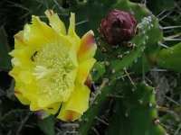 Opuntia monacantha 4, Saxifraga-Ed Stikvoort