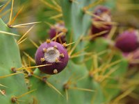 Opuntia stricta