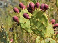 Opuntia stricta 3, Saxifraga-Tom Heijnen