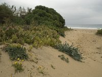 Opuntia tuna 2, Saxifraga-Willem van Kruijsbergen