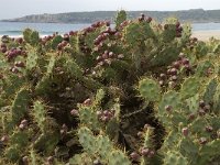 Opuntia tuna 4, Saxifraga-Willem van Kruijsbergen